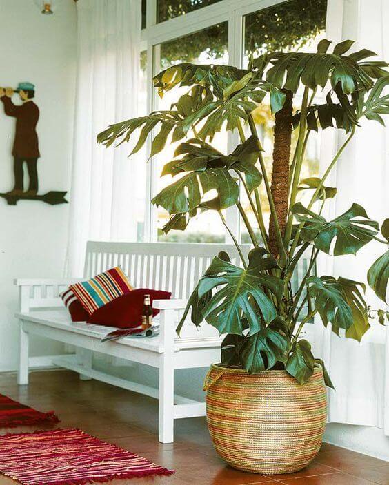 Las 5 mejores plantas para el interior de tu casa | Alarife Home
