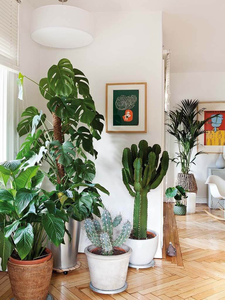 tablero Clancy Presentar Las 5 mejores plantas para el interior de tu casa | Alarife Home